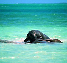 Belize-Belize Coast-Paradise Islands Sea Kayaking